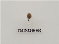 藏品(台灣菌瓢蟲)的圖片